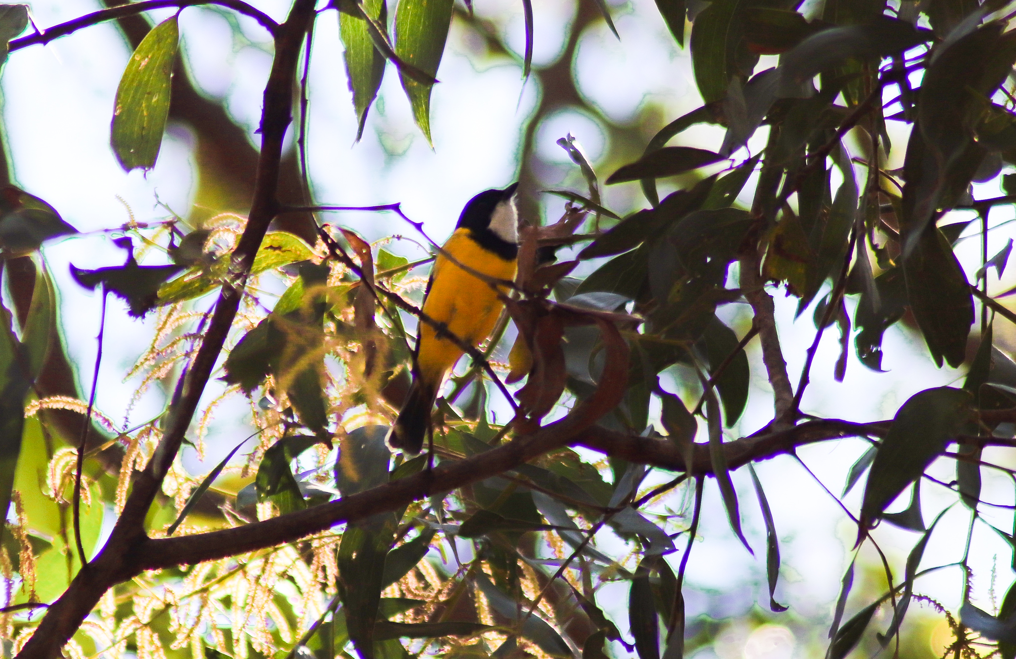 Australian Golden Whistler (Pachycephala pectoralis)