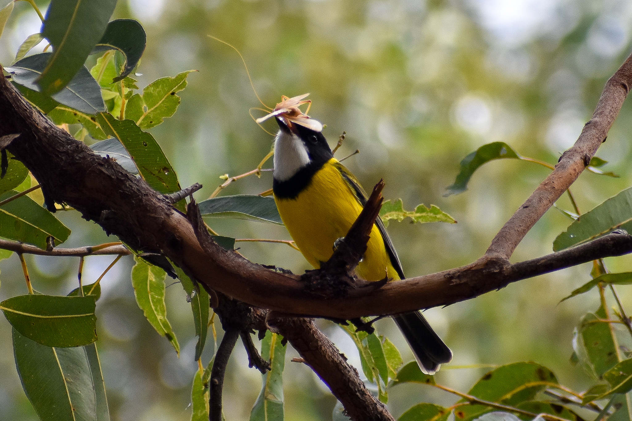 Australian Golden Whistler (Pachycephala pectoralis)