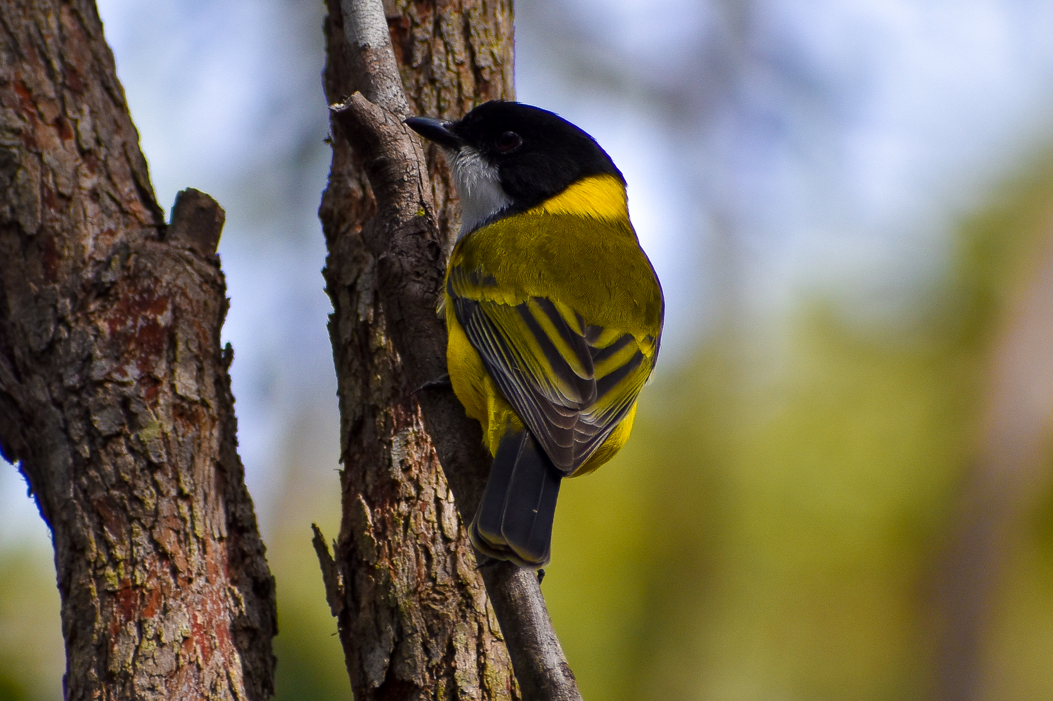 Australian Golden Whistler (Pachycephala pectoralis)