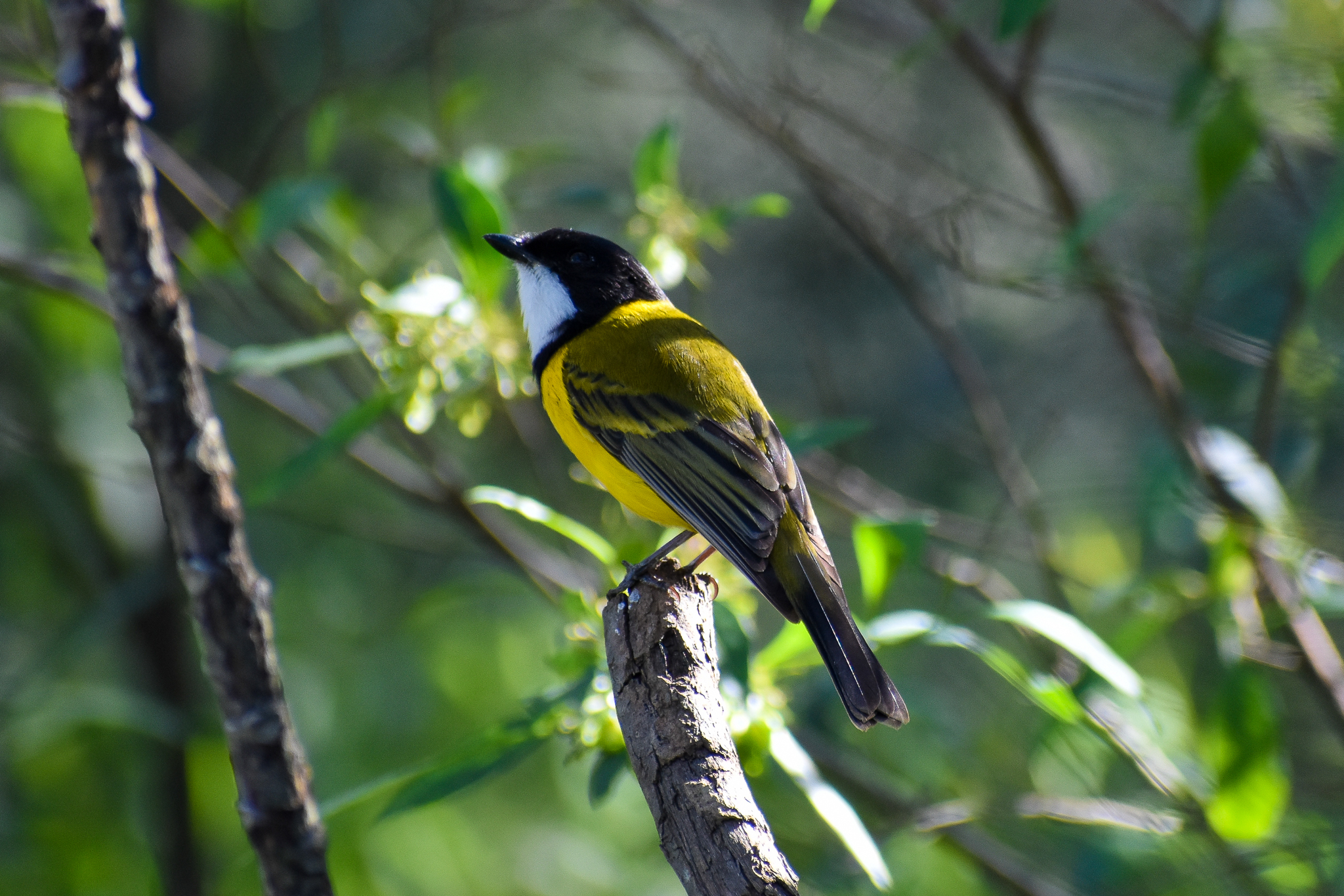 Australian Golden Whistler (Pachycephala pectoralis)