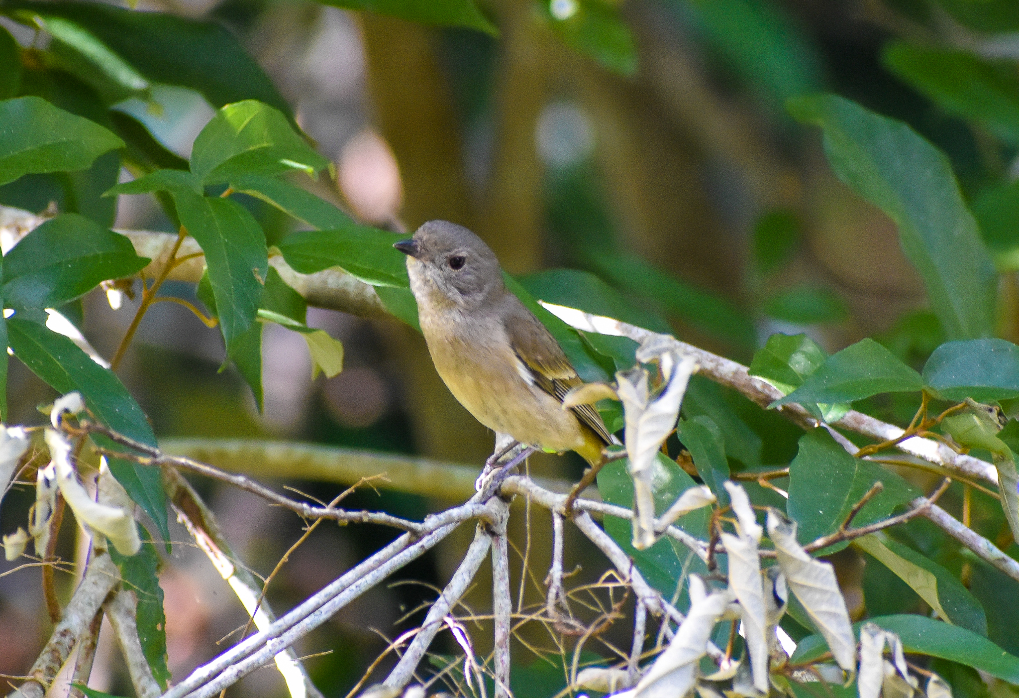 Australian Golden Whistler