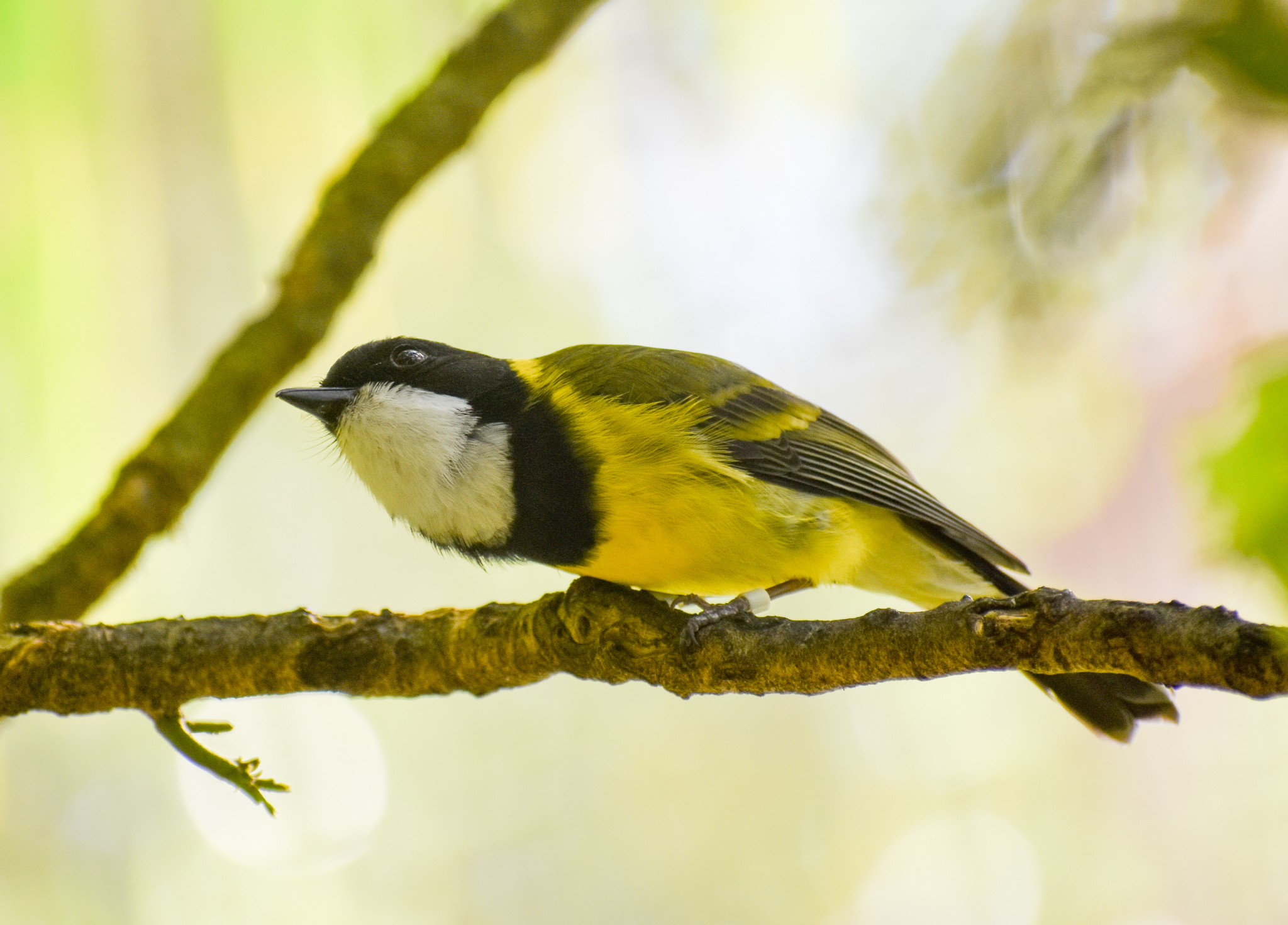 Australian Golden Whistler