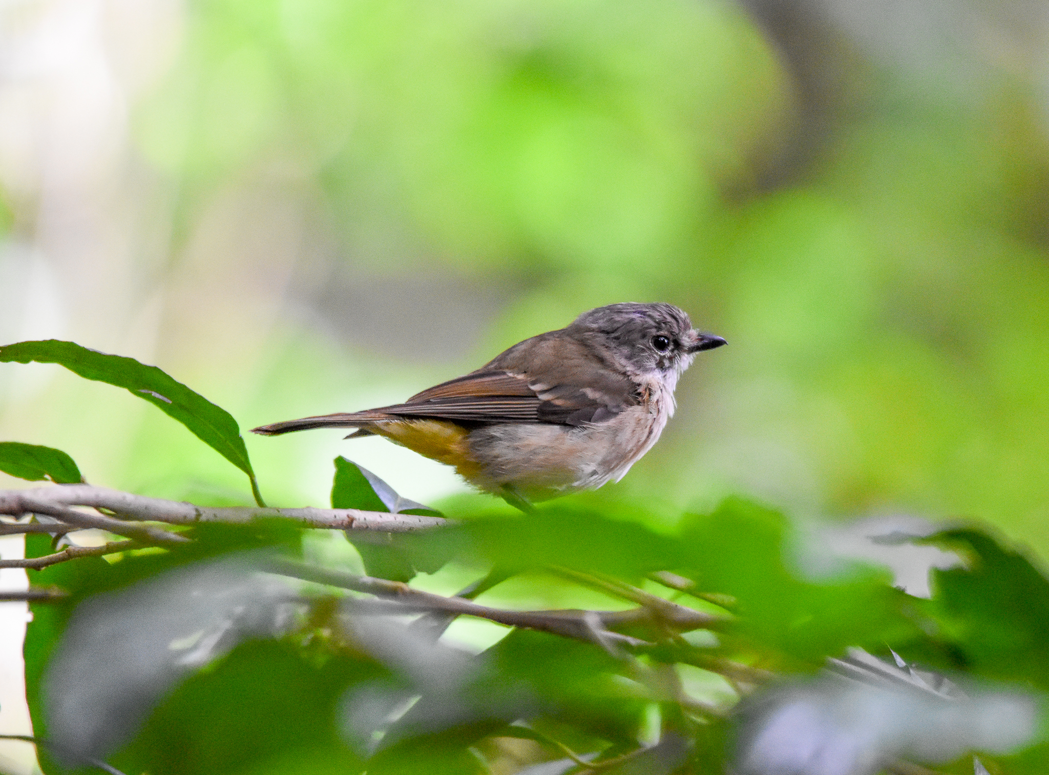 Australian Golden Whistler