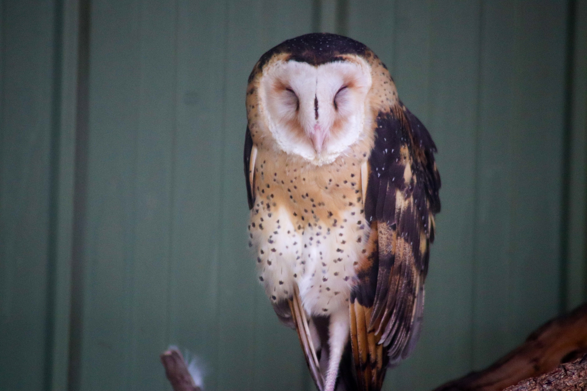 Australian Grass Owl (Tyto longimembris) - February 2020