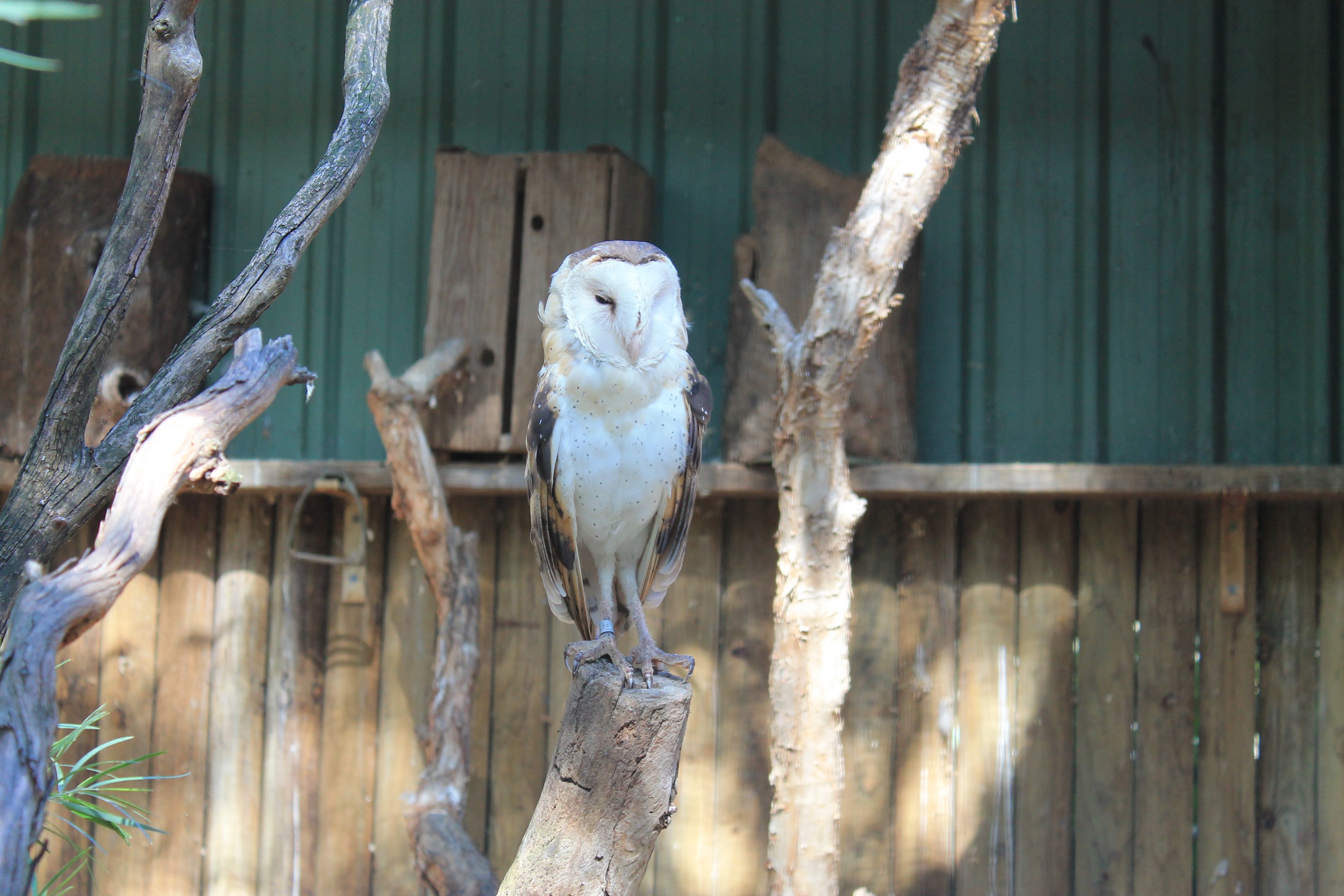 Australian Grass Owl (Tyto longimembris)