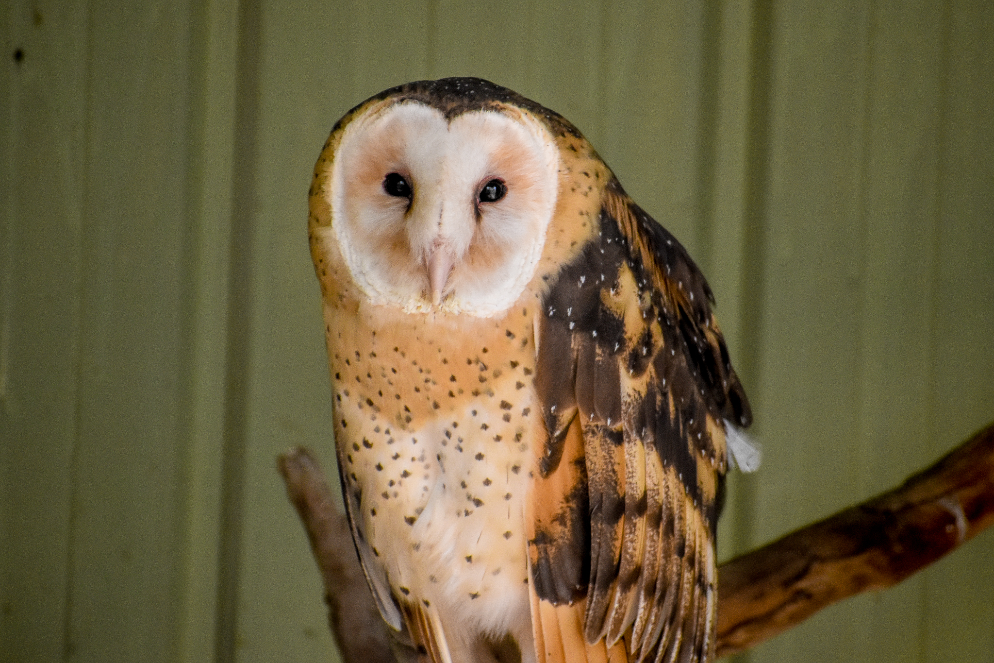 Australian Grass Owl