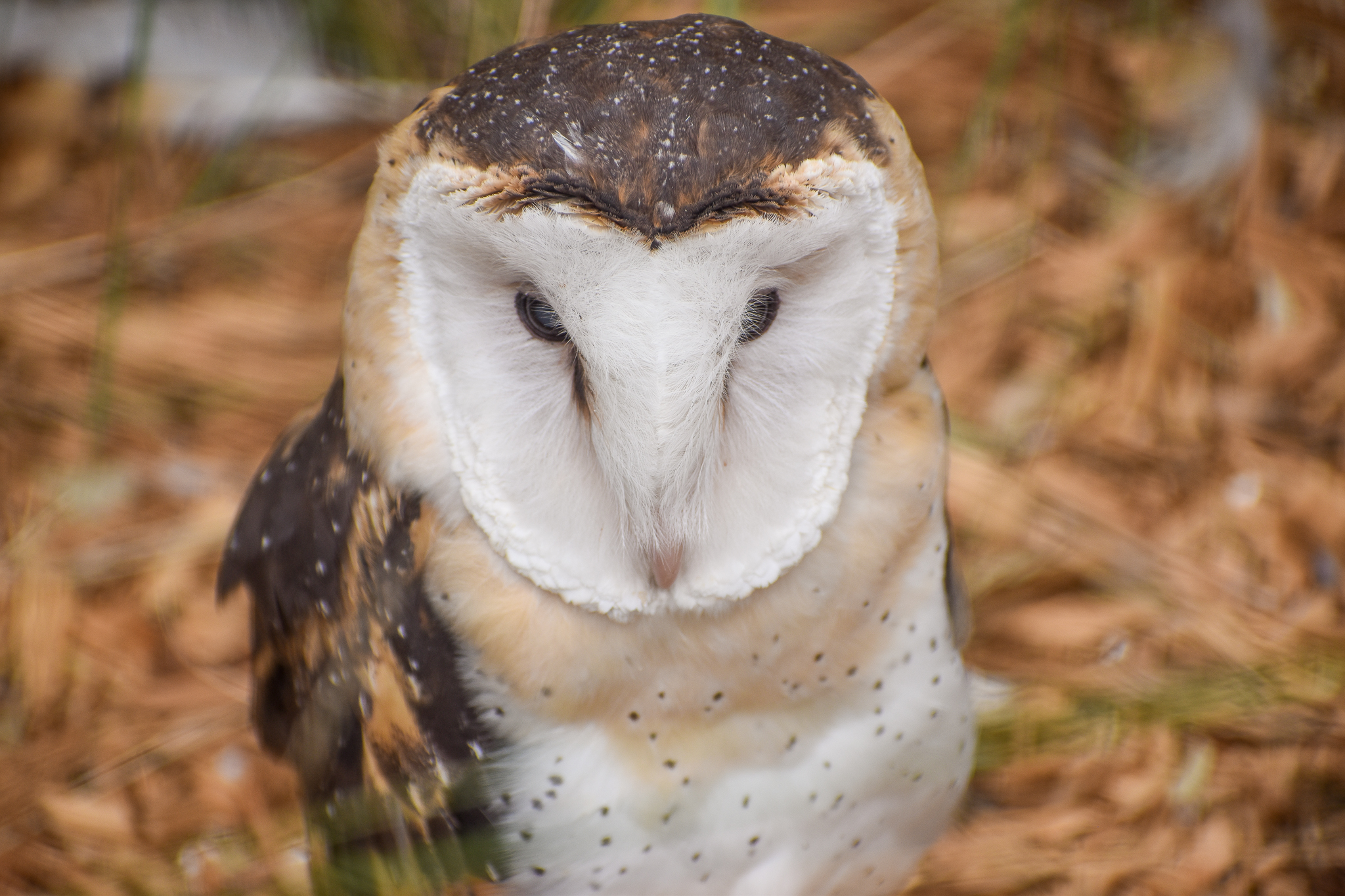 Australian Grass Owl