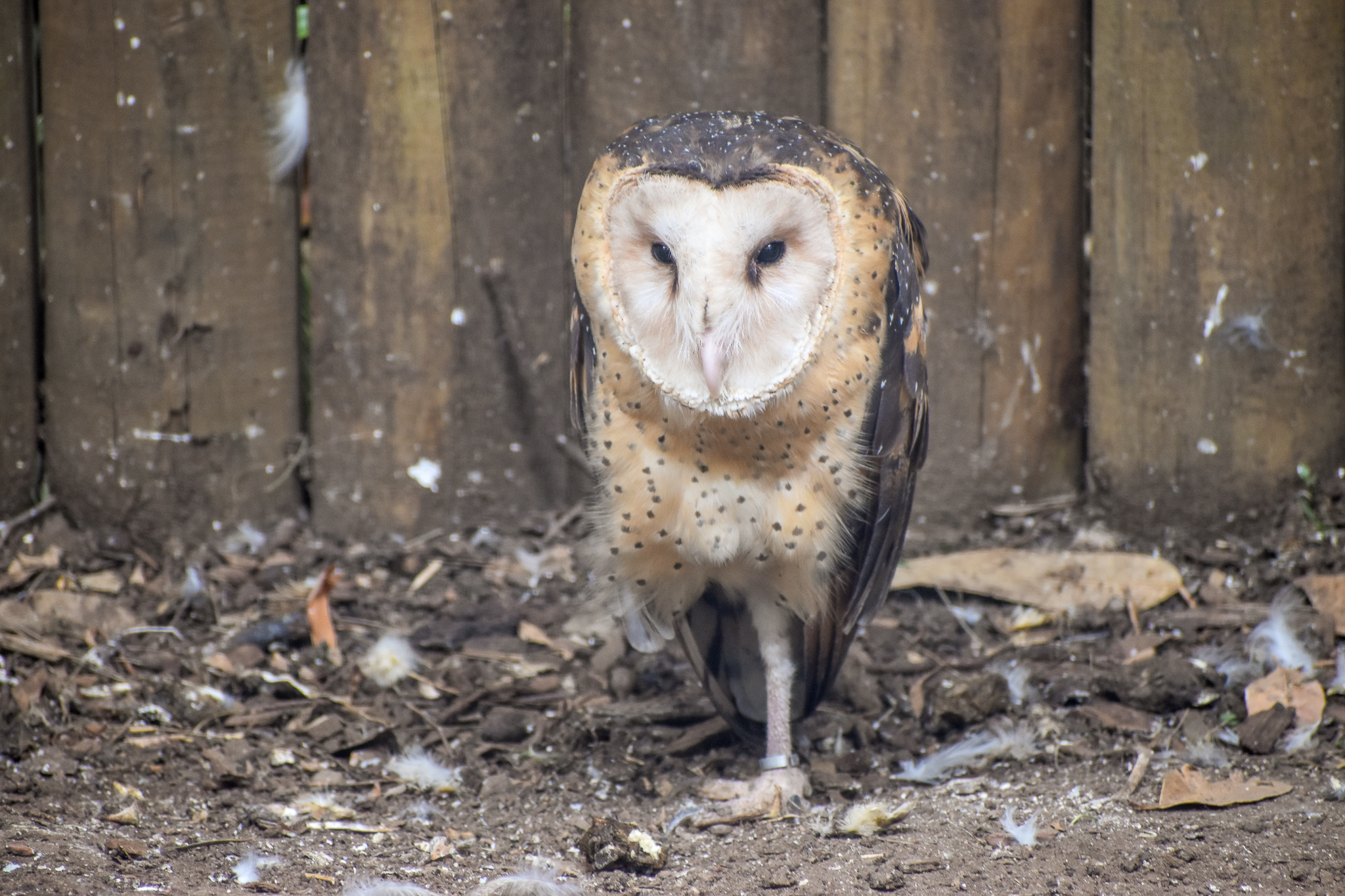 Australian Grass Owl