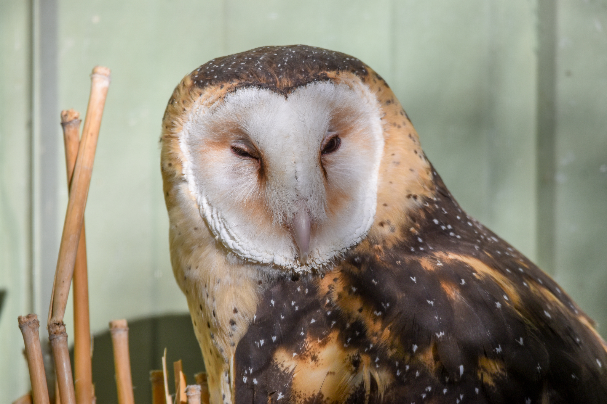 Australian Grass Owl