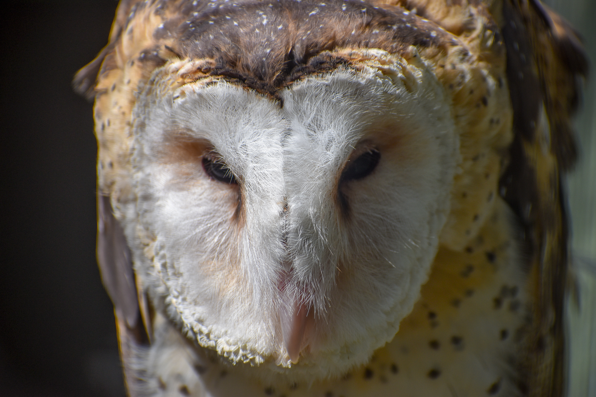 Australian Grass Owl