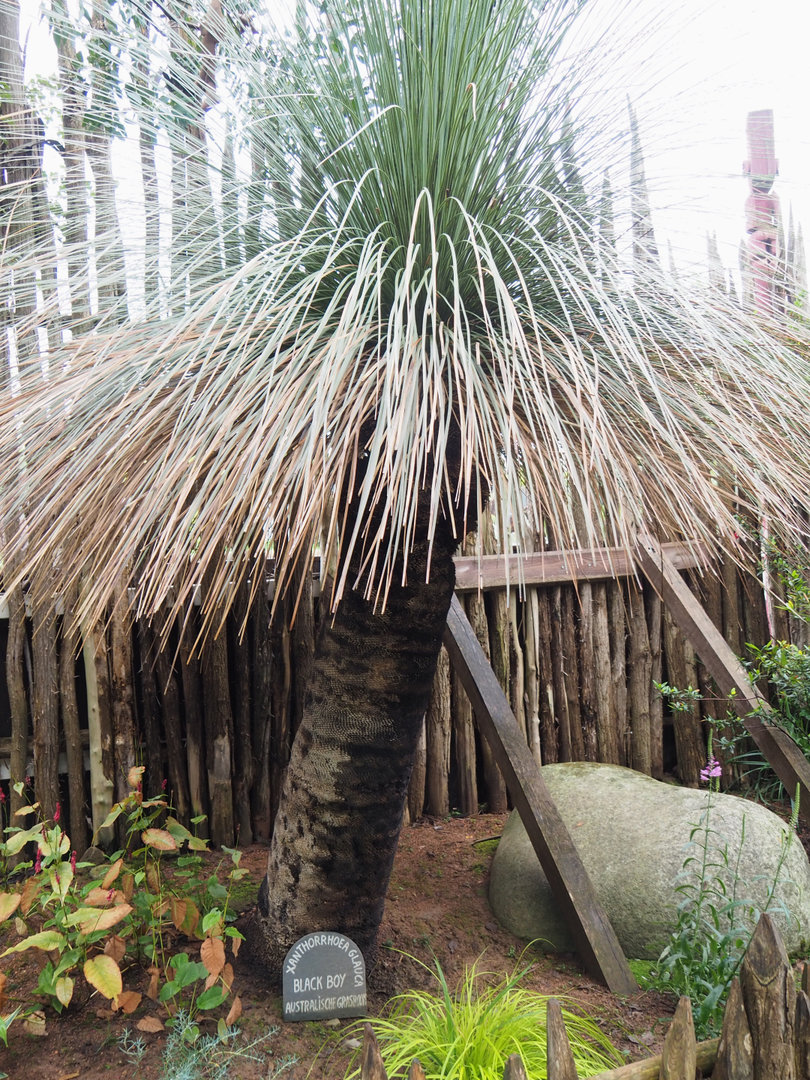 Australian grass tree (Xanthorrhoea glauca), 2022-09-15