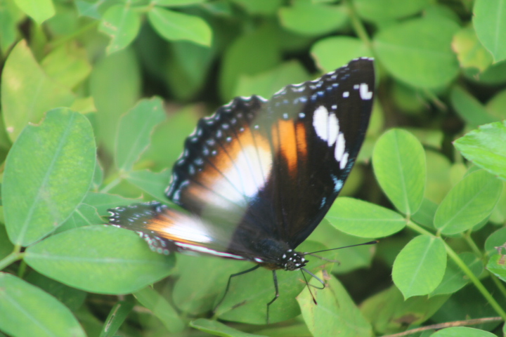 Australian great eggfly (Hypolimnas bolina nerina)