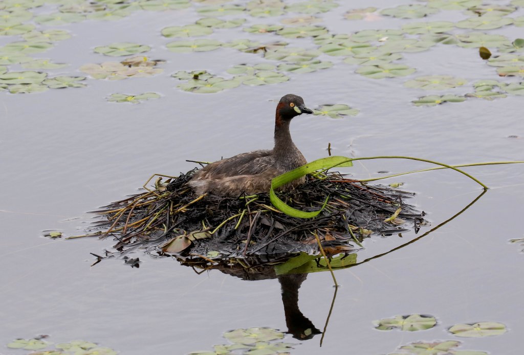 Australian Grebe on nest