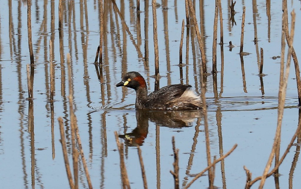 Australian Grebe
