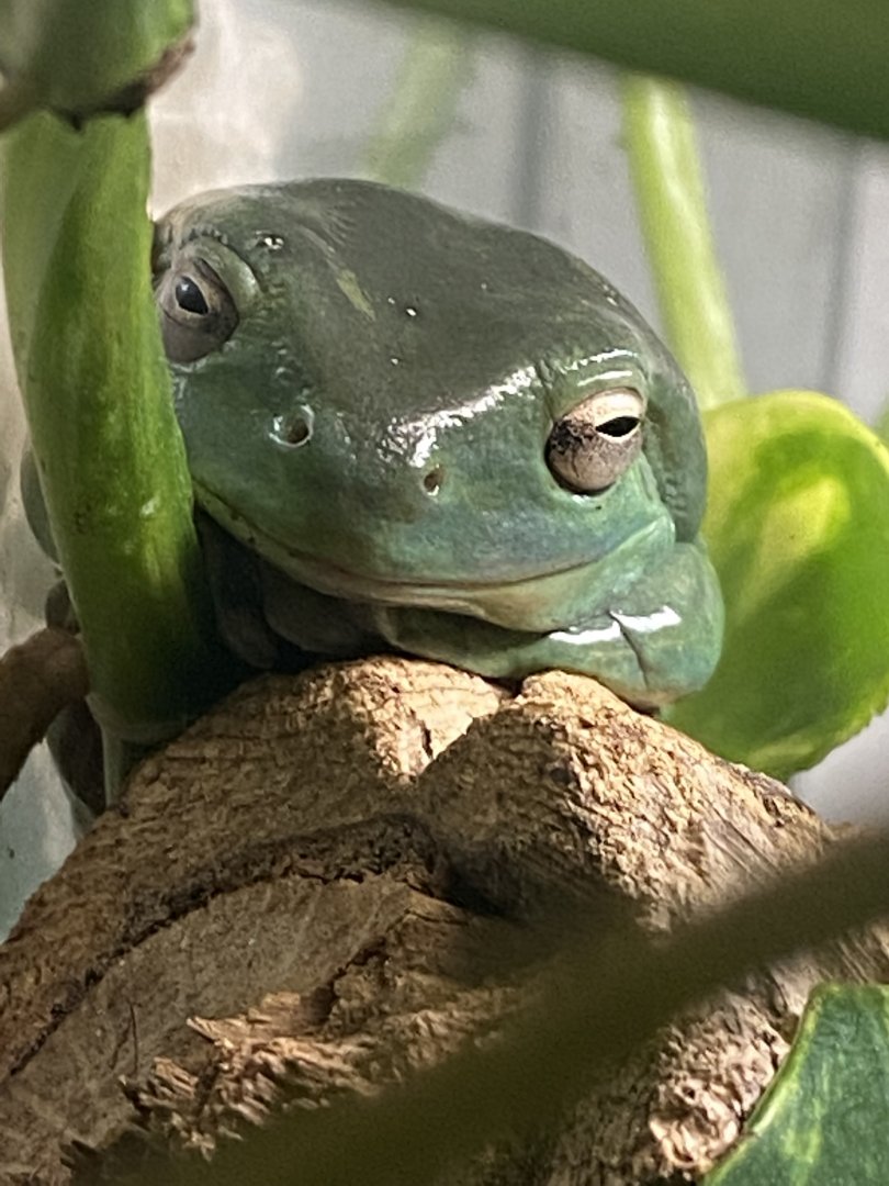 Australian green tree frog 020822