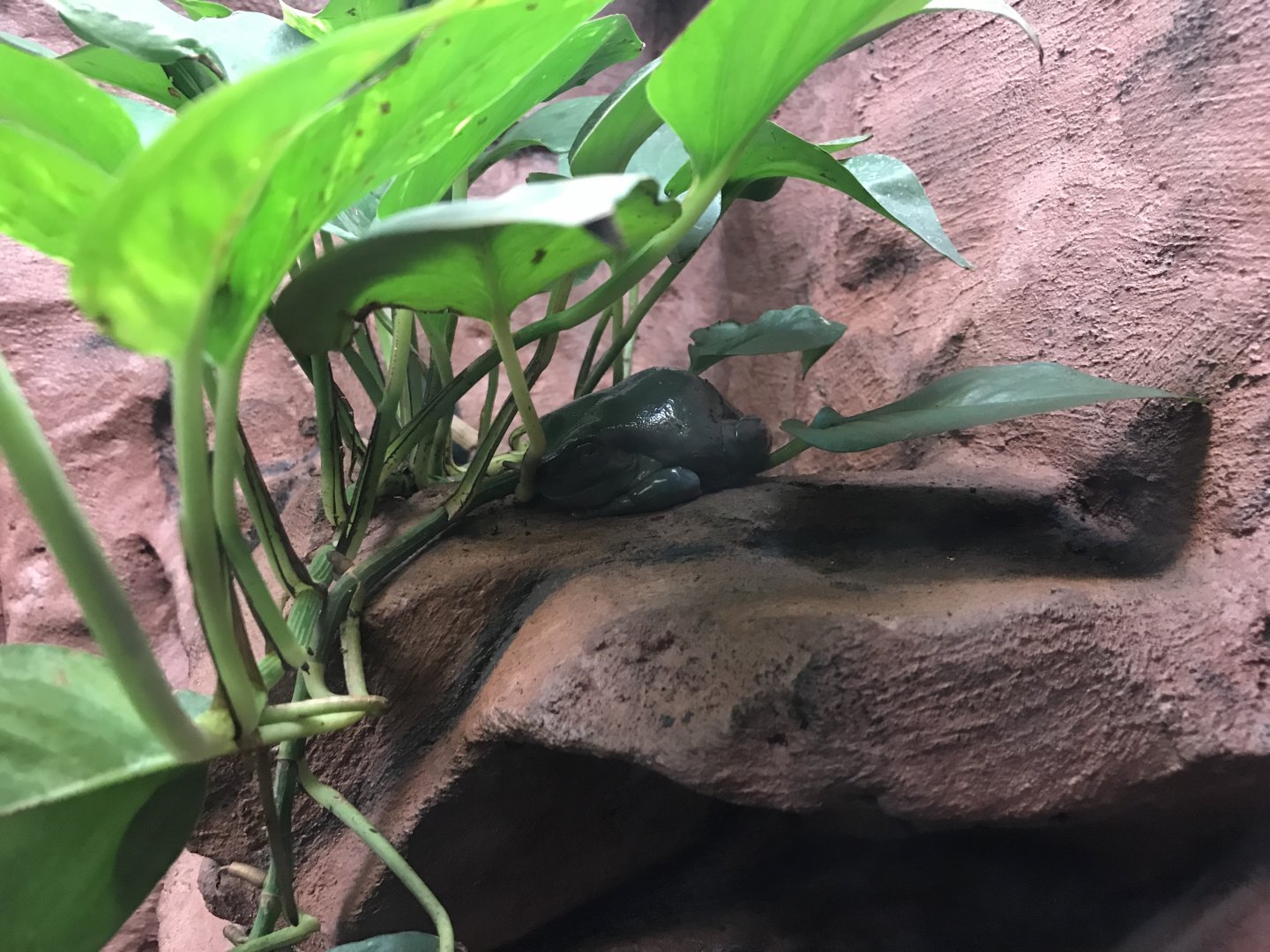 Australian green tree frog 171018