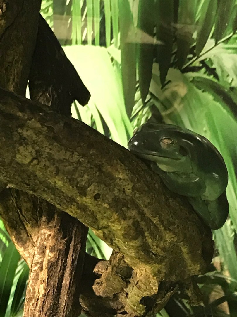 Australian green tree frog 270118