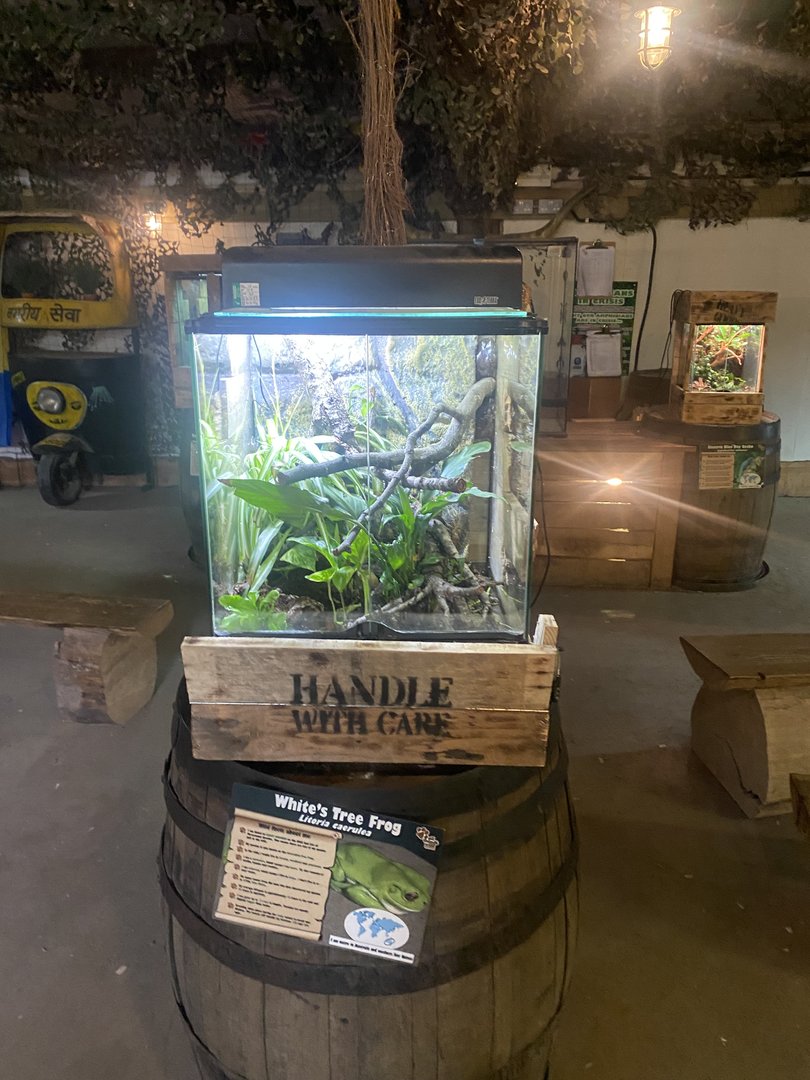 Australian green tree frog exhibit 150723