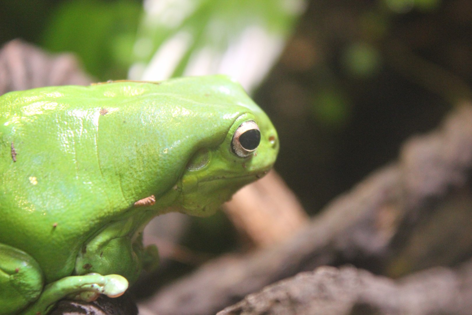 Australian Green Tree Frog (Litoria caerulea)