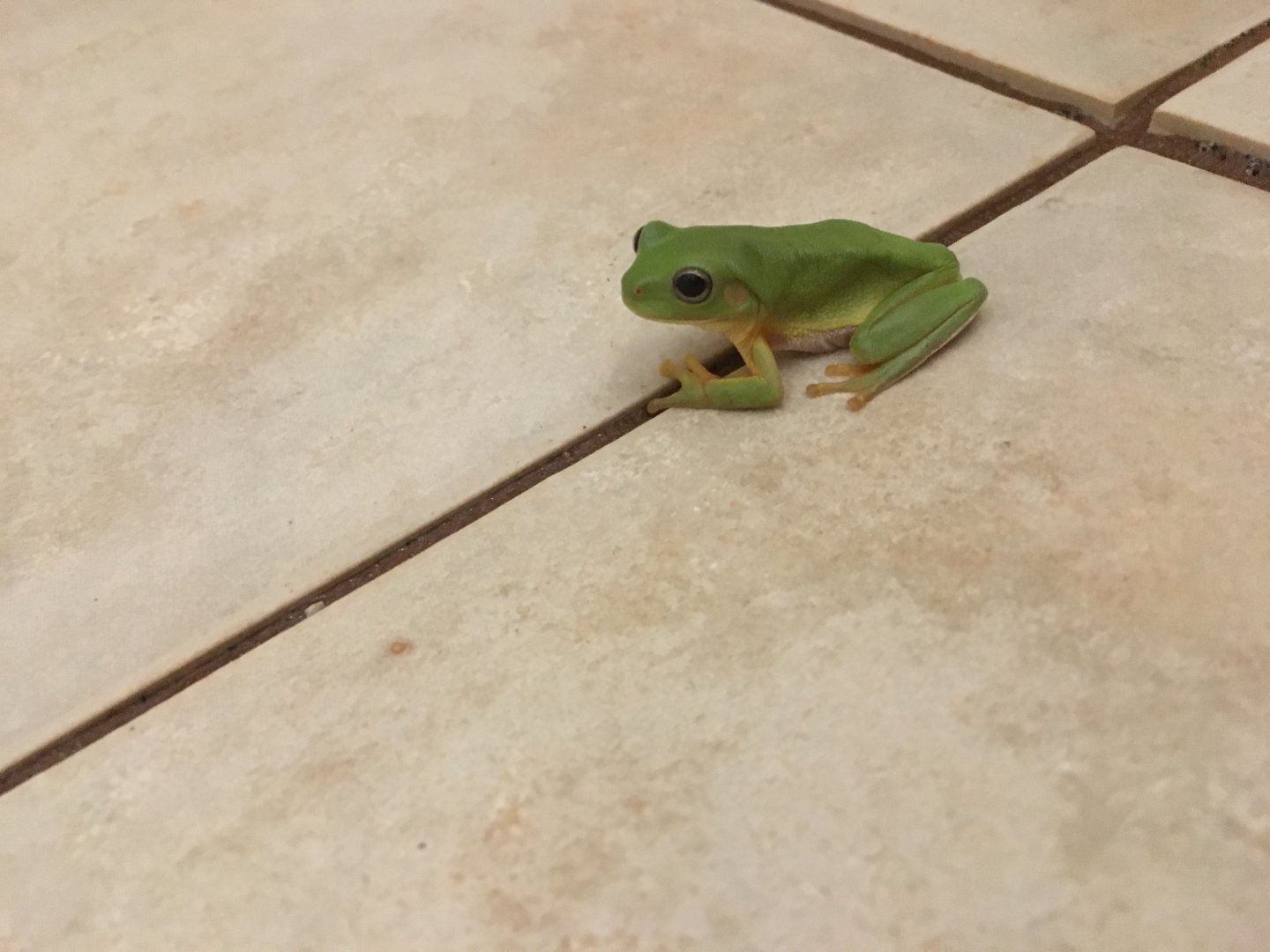 Australian Green Tree Frog (Litoria caerulea)