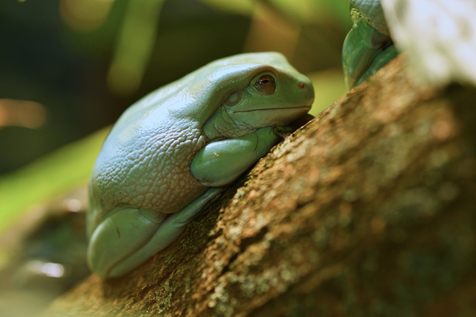 Australian green tree frog (Ranoidea caerulea)