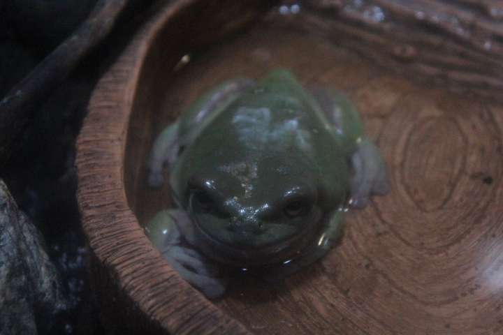 Australian green tree frog (Ranoidea caerulea)
