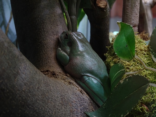 Australian green tree frog (Ranoidea caerulea)