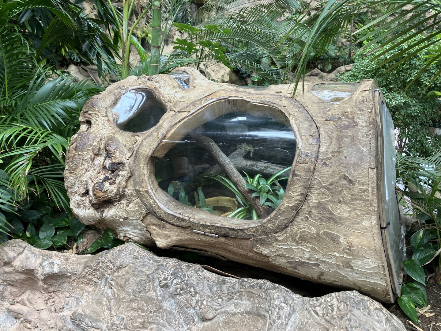 Australian green tree frog terrarium