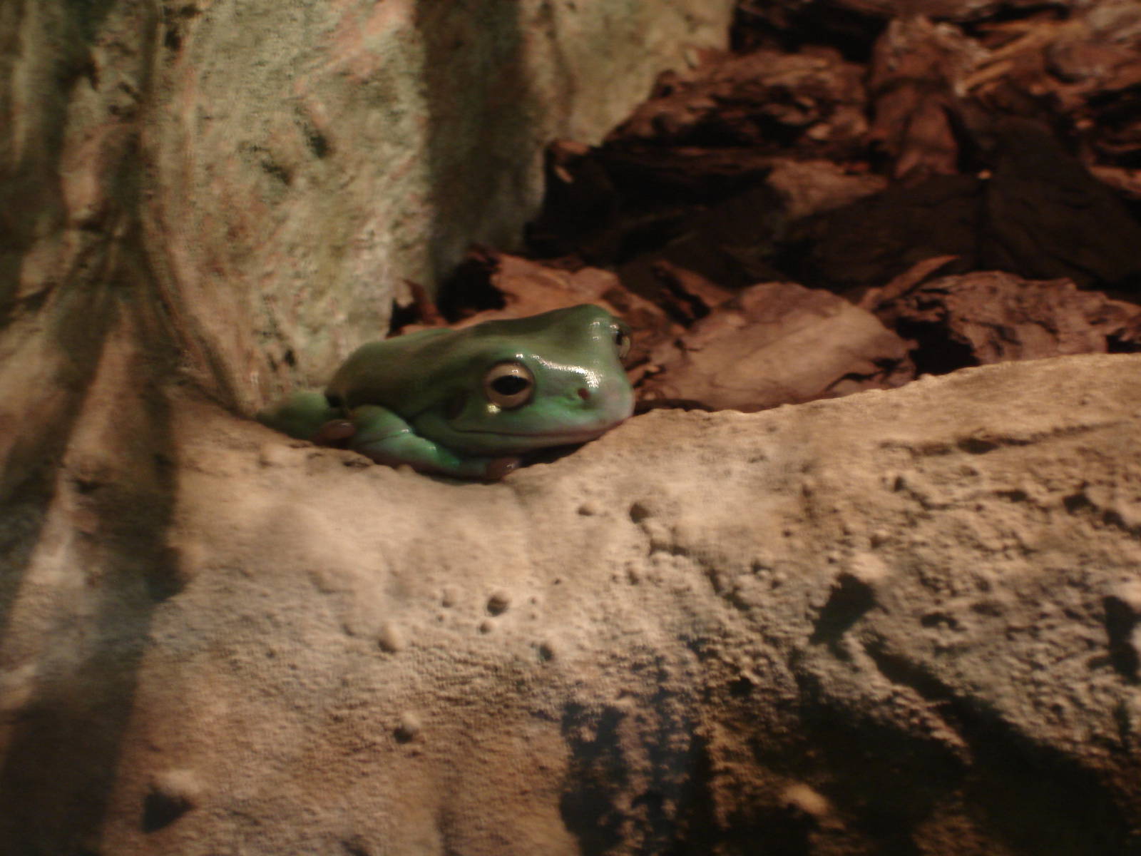 Australian Green Tree Frog