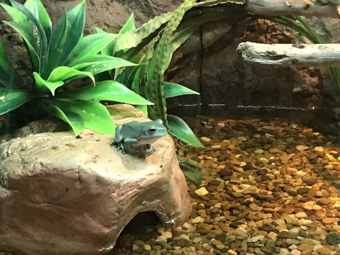 Australian Green Tree Frog