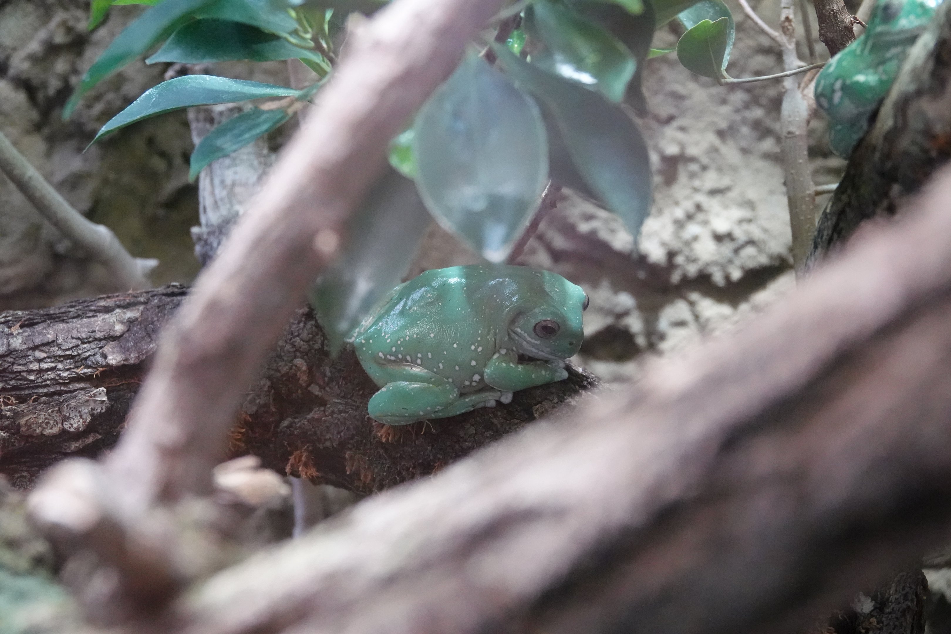 Australian green tree frog