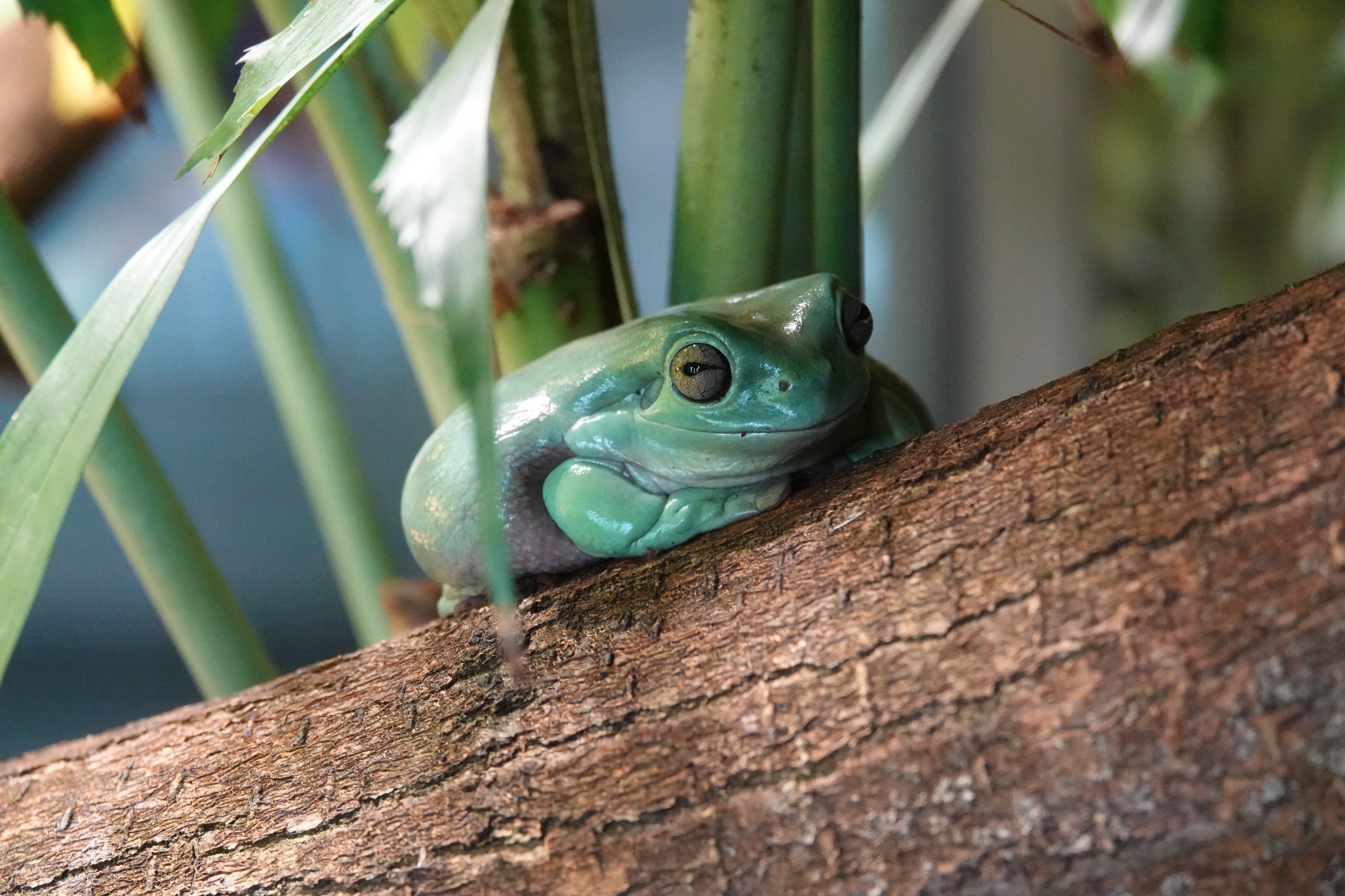 Australian green tree frog