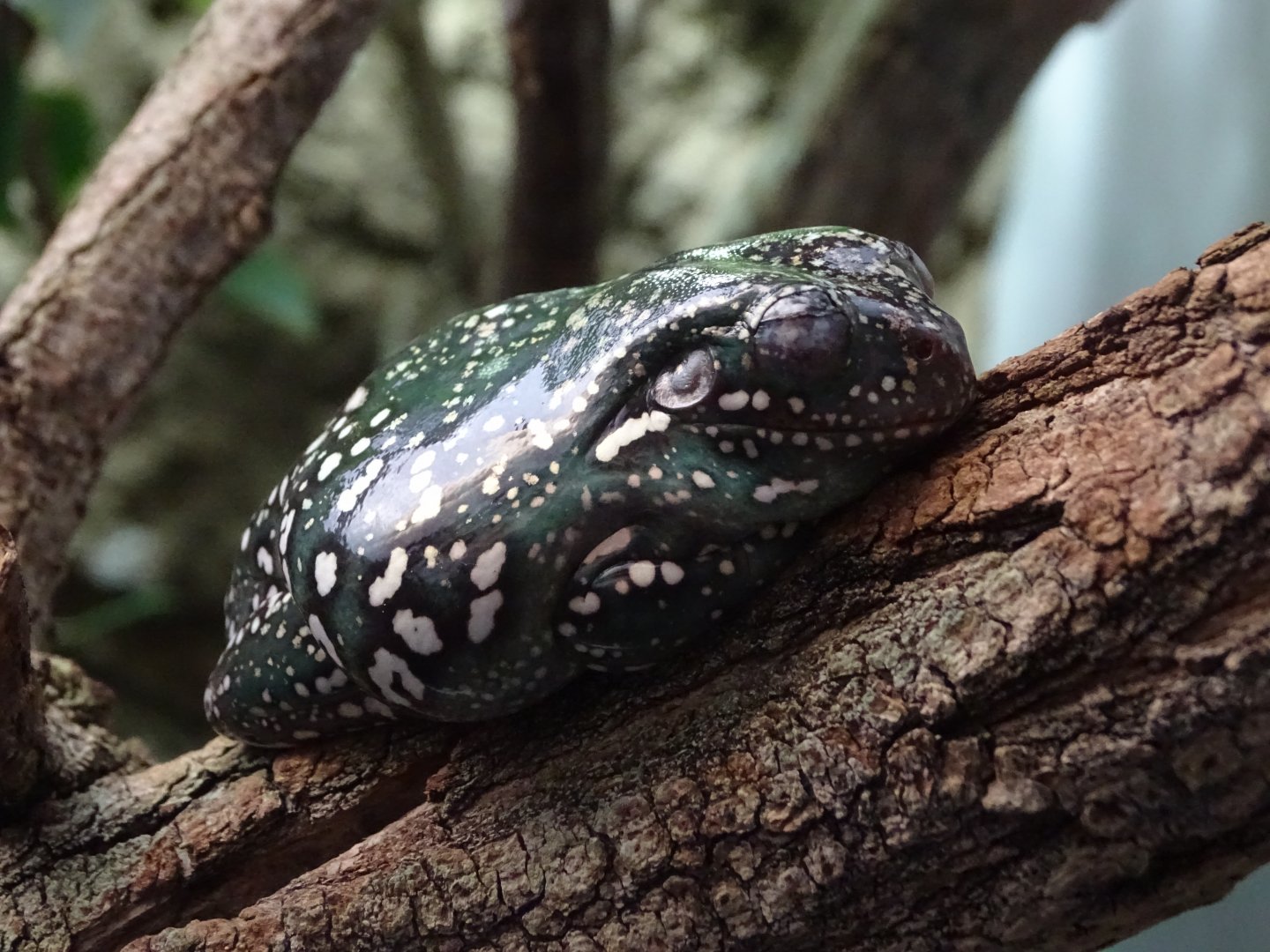 Australian green tree frog