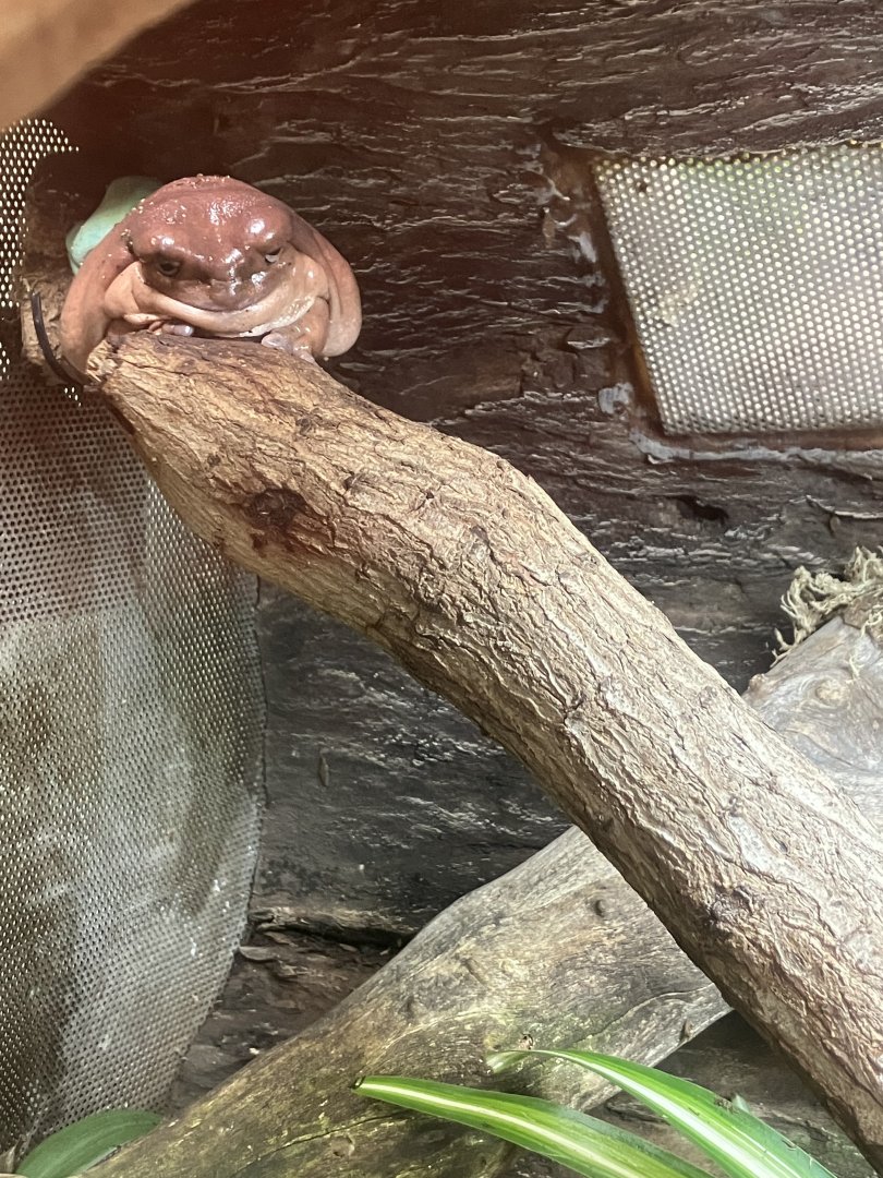 Australian green tree frog