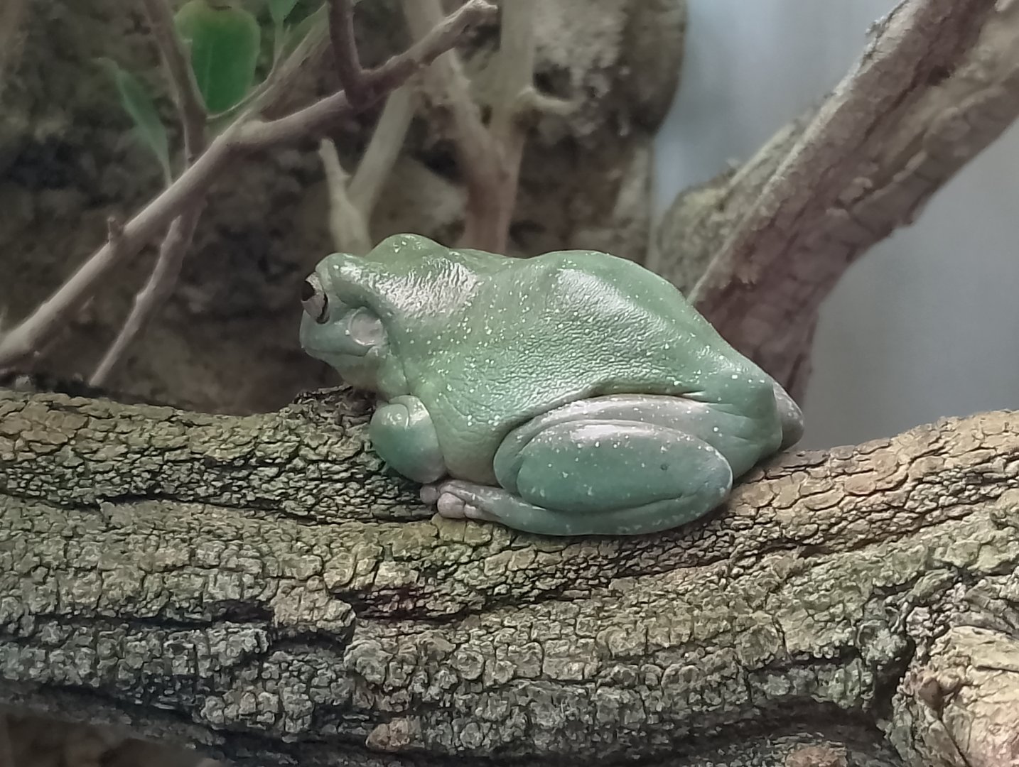 Australian green tree frog
