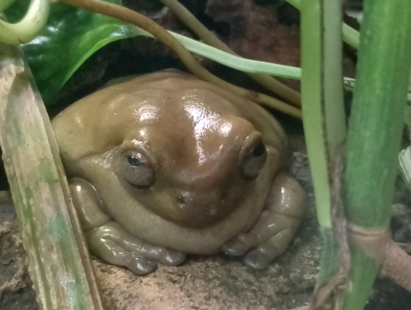 Australian green tree frog