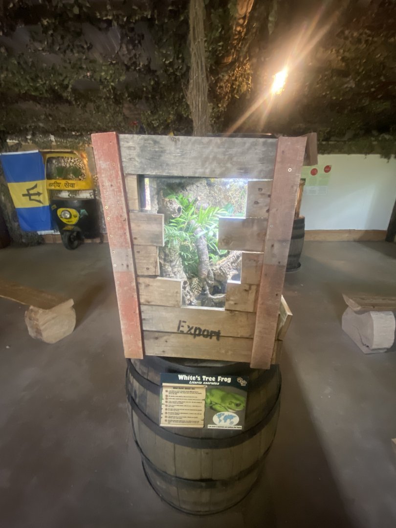 Australian green treefrog exhibit 280425