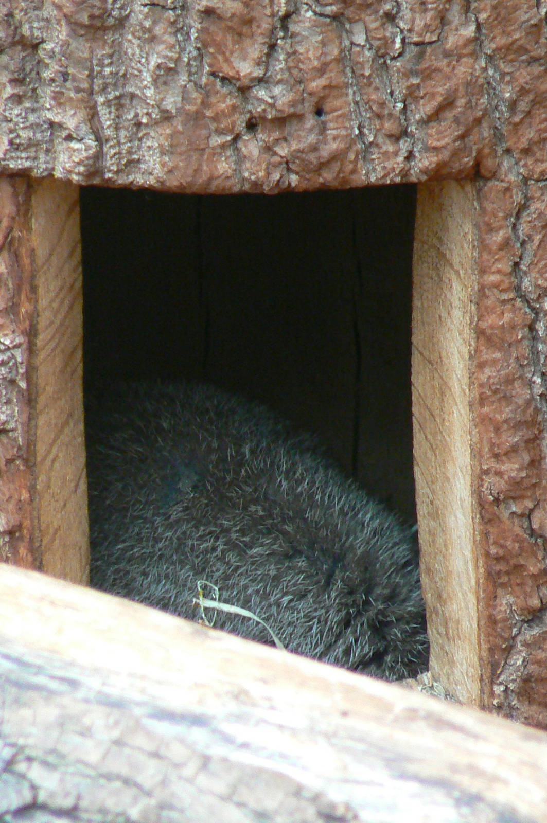 Australian greenhouse - A part of a brush-tailed bettong