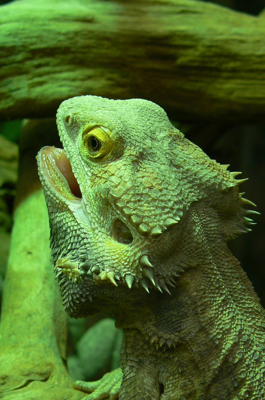 Australian greenhouse - Bearded dragon