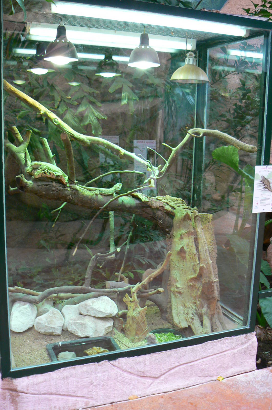 Australian greenhouse - Bearded dragons exhibit