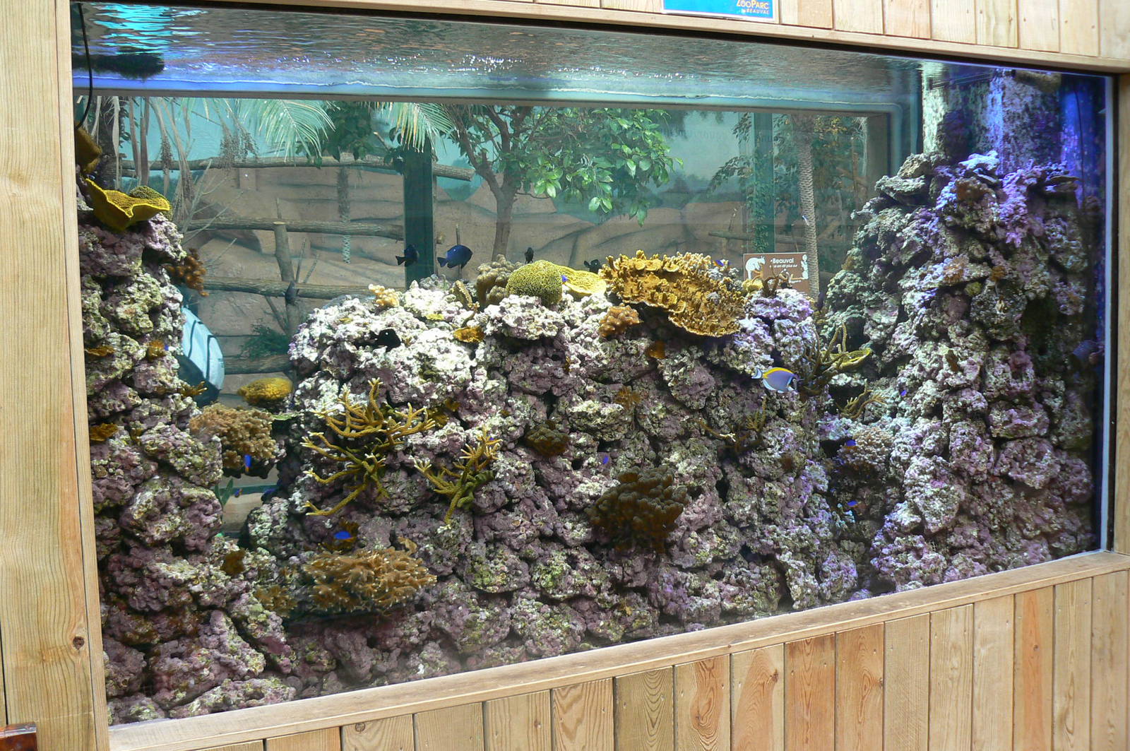 Australian greenhouse -  Coral aquarium