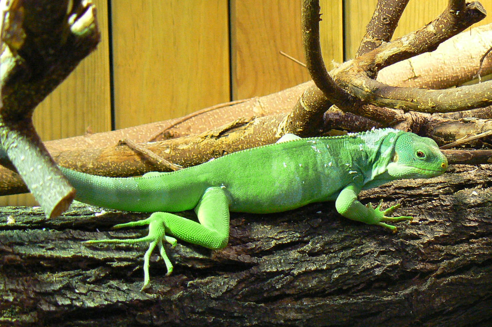 Australian greenhouse - Fidji banded iguana