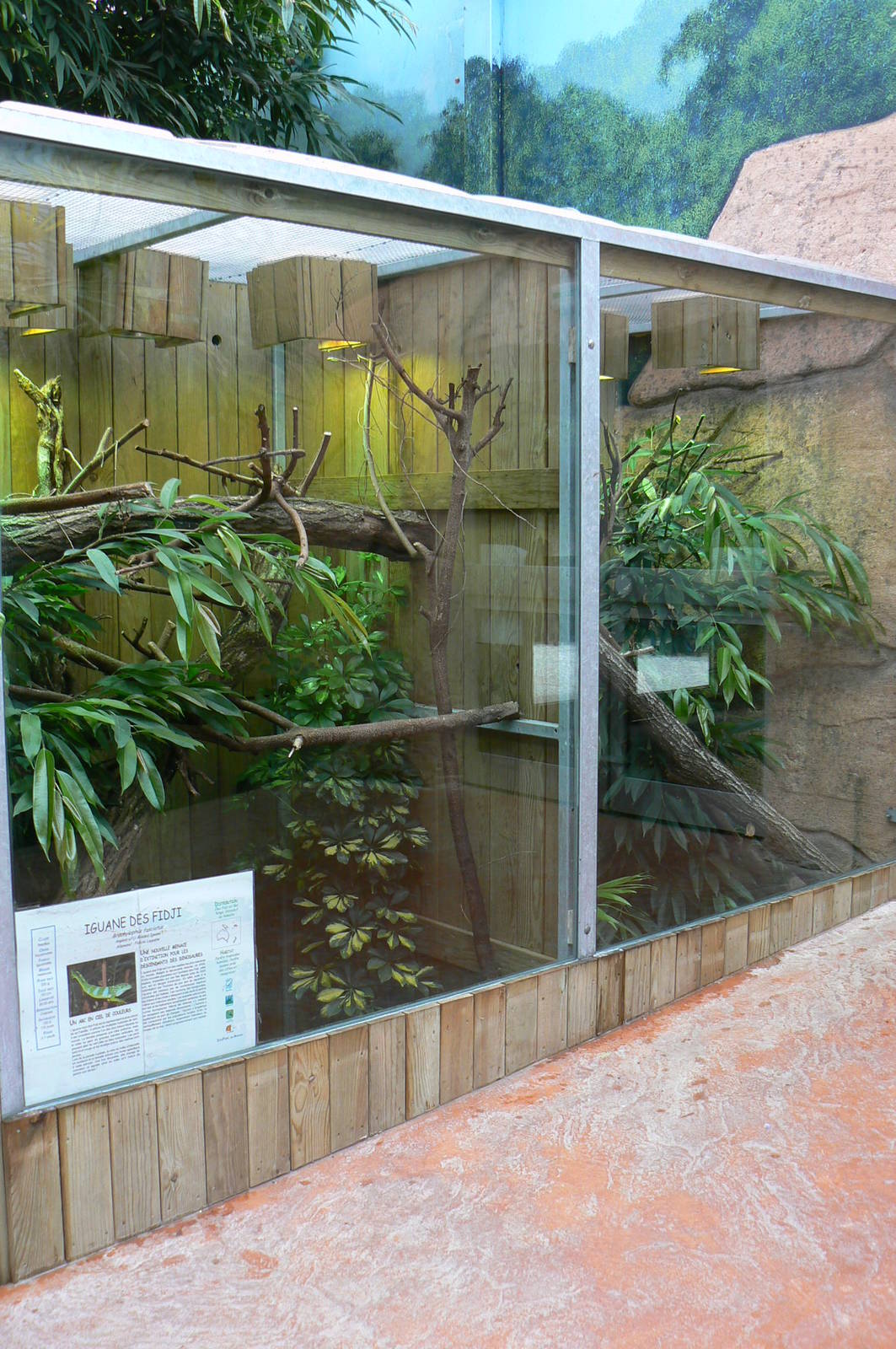 Australian greenhouse - Fidji banded iguanas exhibit
