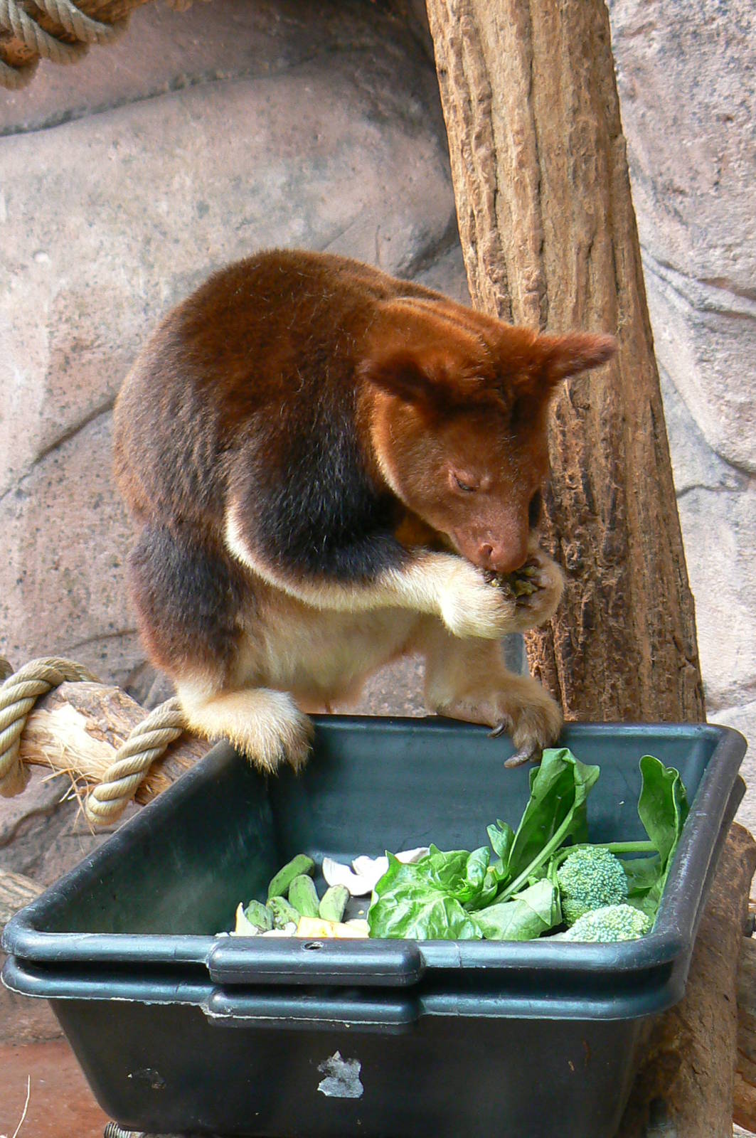 Australian greenhouse - Goodfellow's tree kangaroo