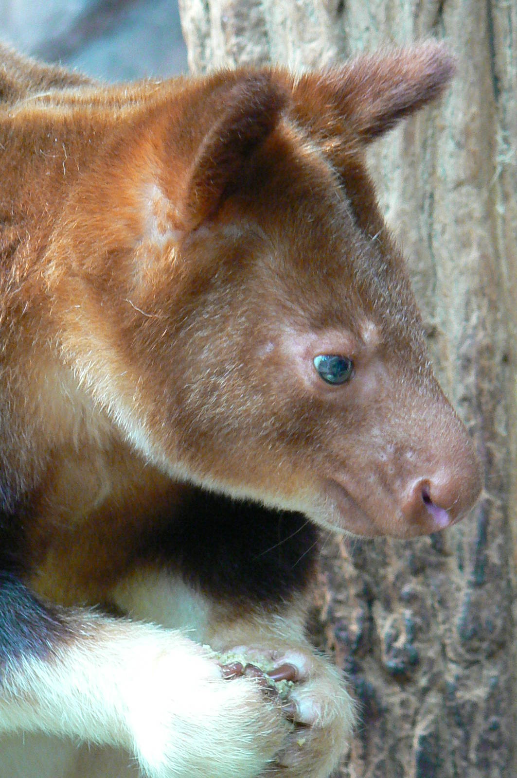 Australian greenhouse - Goodfellow's tree kangaroo