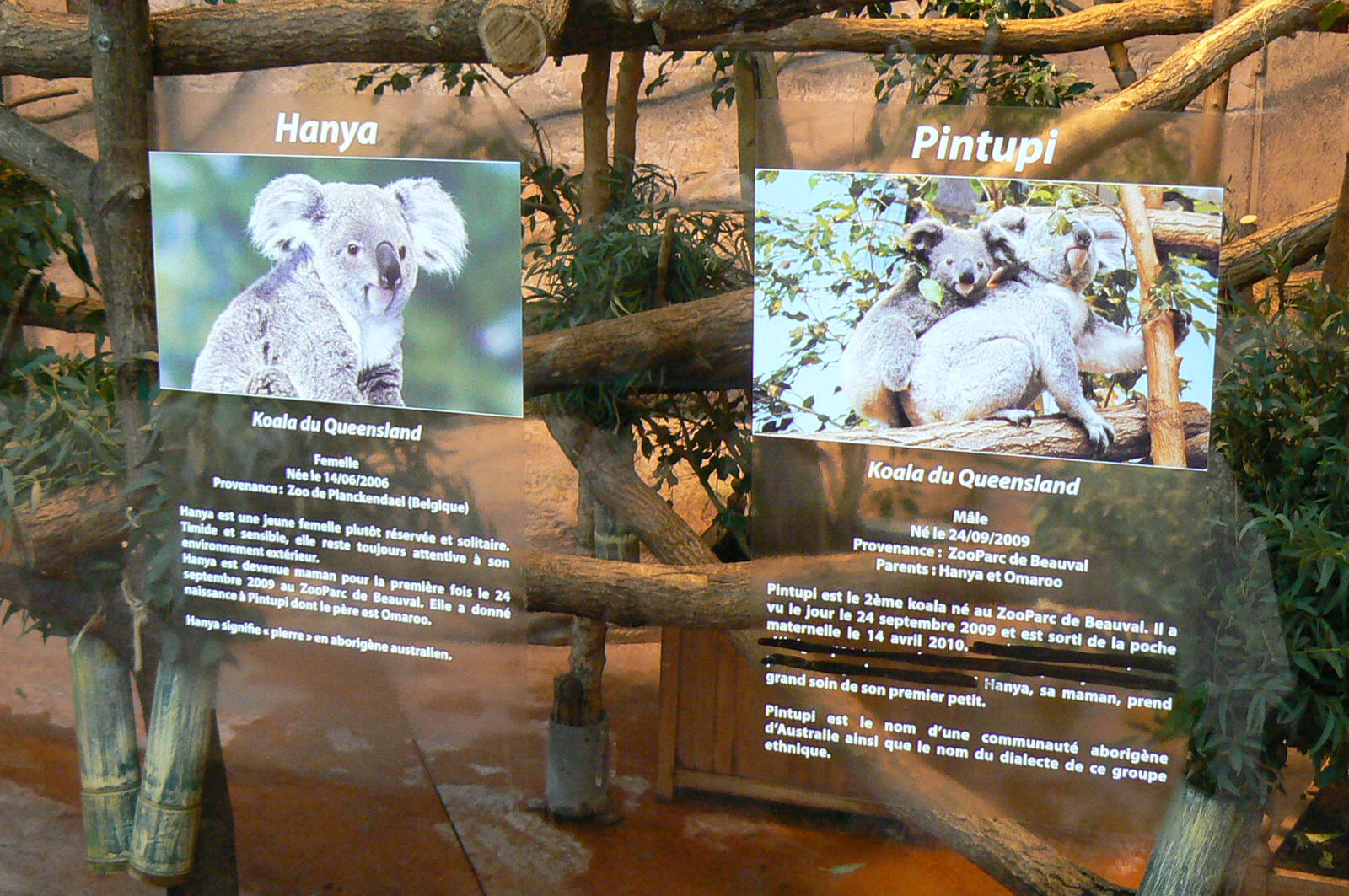 Australian greenhouse - Hanya and Pintupi signage