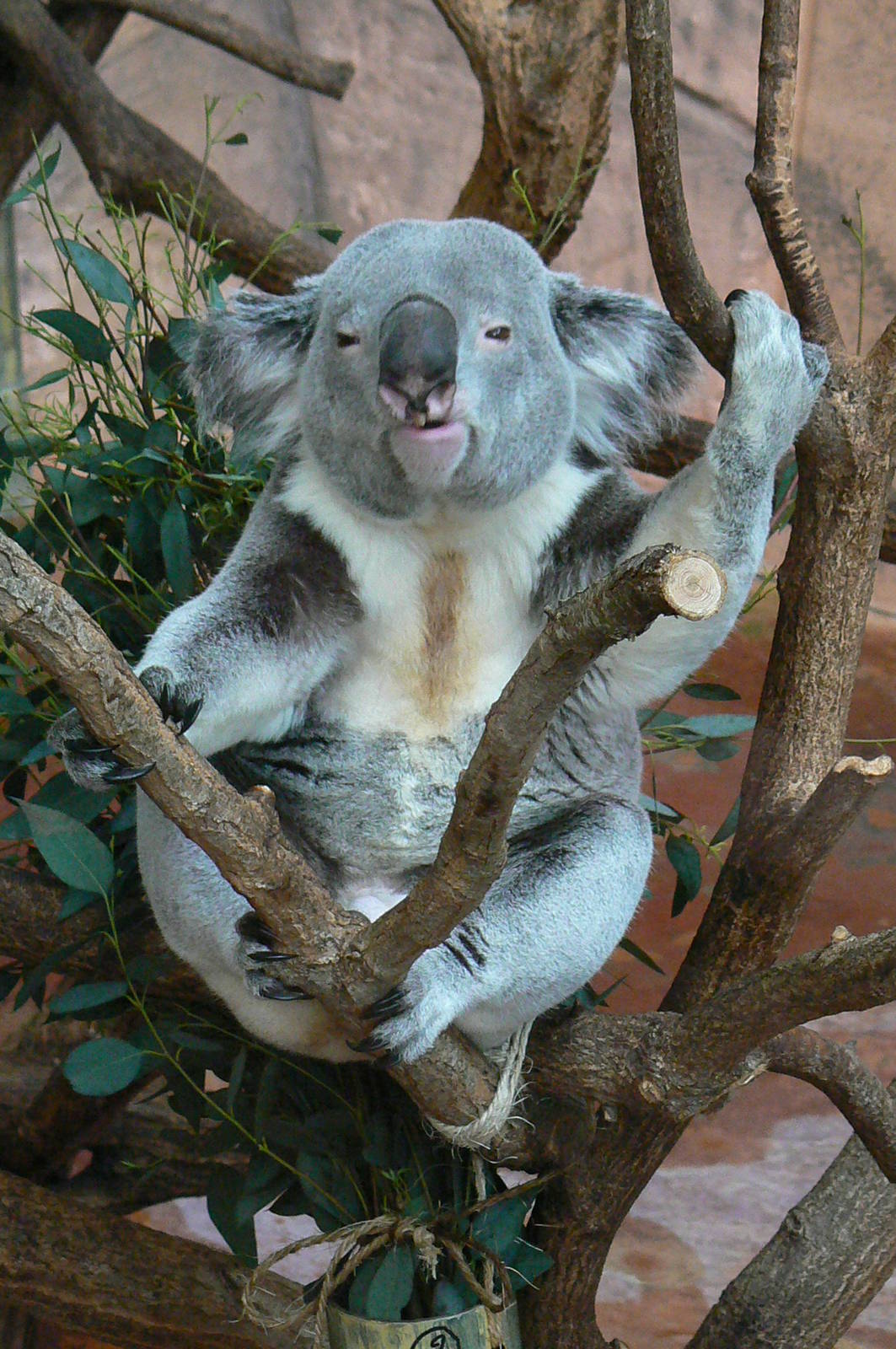 Australian greenhouse - Koala