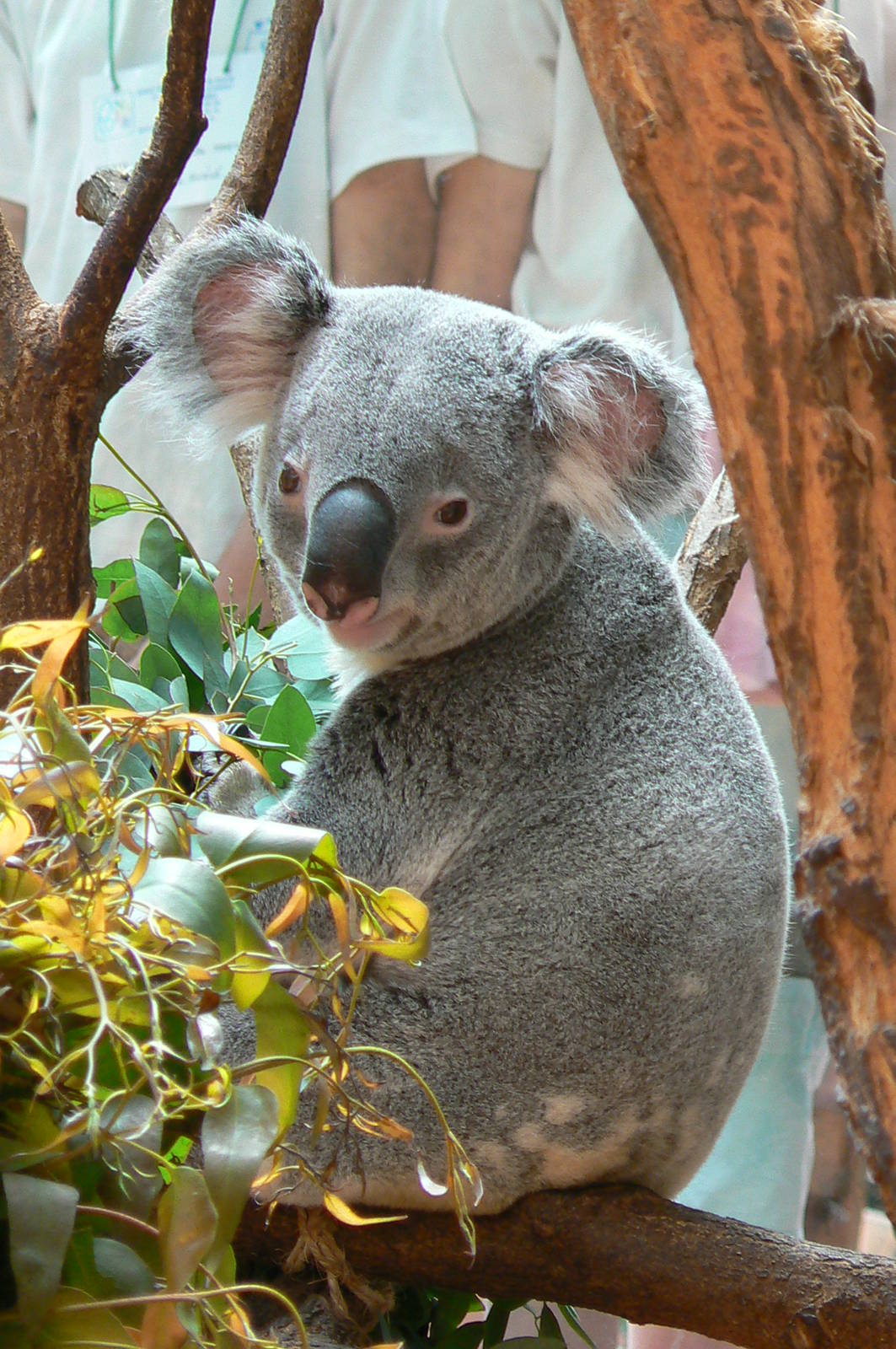 Australian greenhouse - Koala