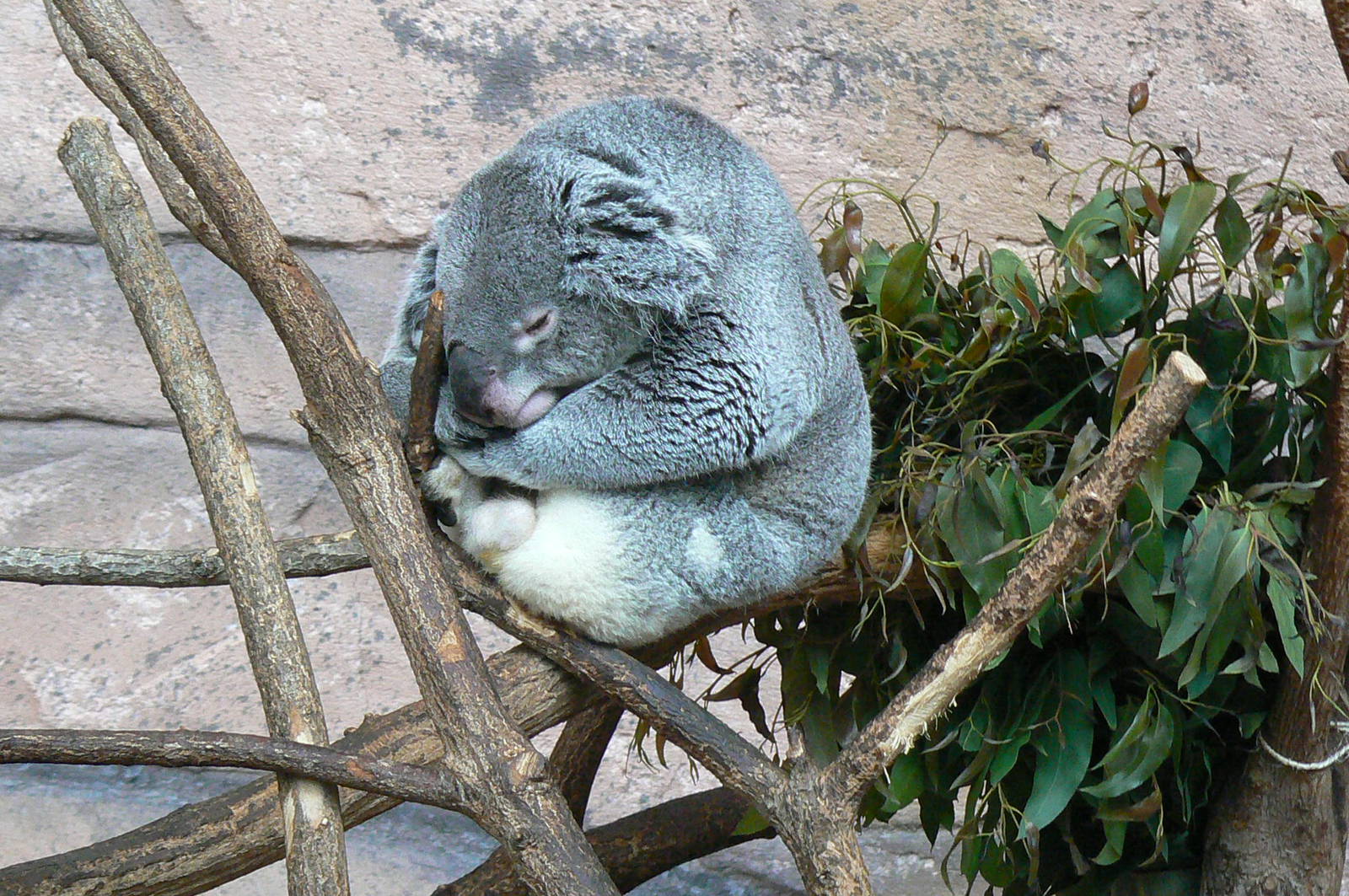 Australian greenhouse - Koala