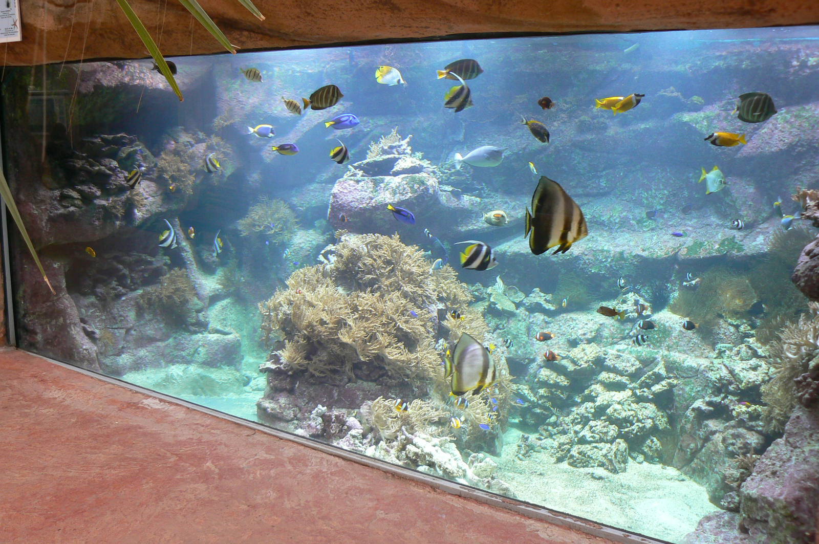 Australian greenhouse -  large marine aquarium